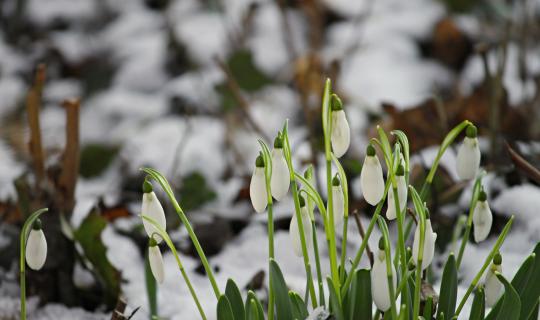 De winterhovenier